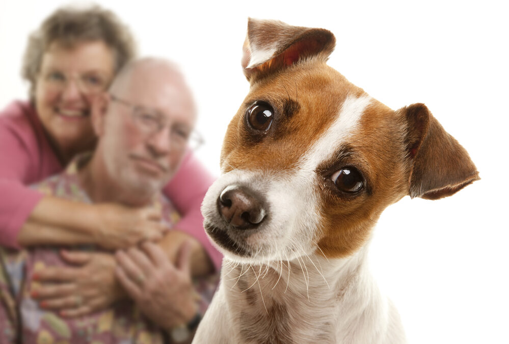 5 Amazing Benefits of Pet Therapy for Seniors
